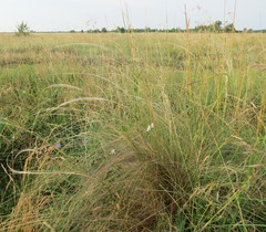 Stipa tirsa