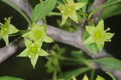 Condalia microphylla
