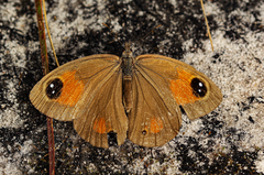 Stygionympha wichgrafi