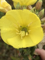 Oenothera × fallax