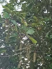 Athertonia diversifolia