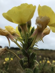 Oenothera × fallax