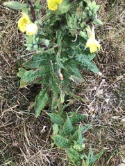Oenothera × fallax