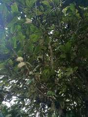 Athertonia diversifolia