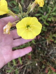 Oenothera × fallax