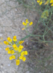 Coronilla juncea