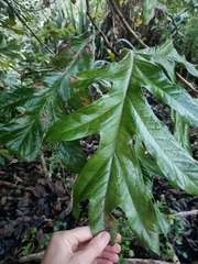 Athertonia diversifolia