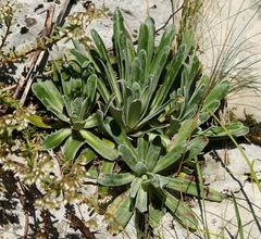 Saxifraga hostii