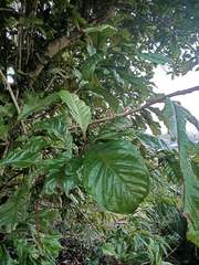 Athertonia diversifolia