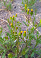 Senecio dubitabilis