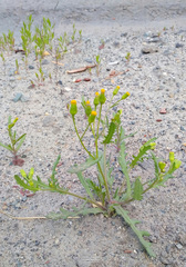 Senecio dubitabilis