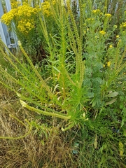 Reseda luteola