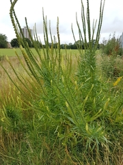 Reseda luteola