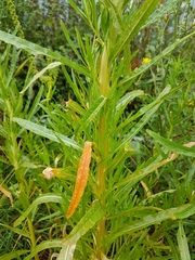 Reseda luteola