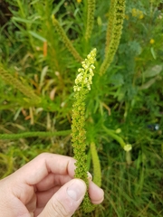 Reseda luteola