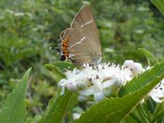 Satyrium w-album