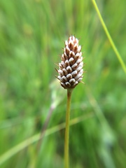 Bistorta bistortoides