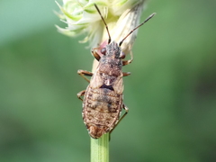 Nithecus jacobaeae