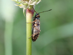 Nithecus jacobaeae