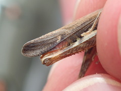 Chorthippus brunneus