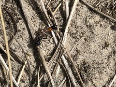 Ammophila sabulosa