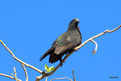 Ducula whartoni