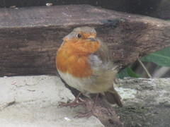 Erithacus rubecula