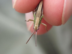 Pseudochorthippus parallelus