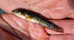 Umbra limi