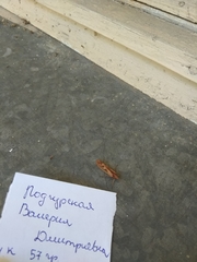 Limnephilus rhombicus