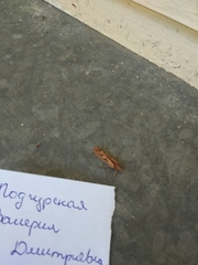 Limnephilus rhombicus