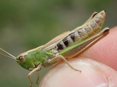 Pseudochorthippus parallelus
