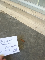 Limnephilus rhombicus