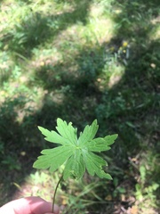 Geranium palustre