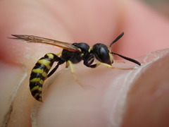 Philanthus triangulum
