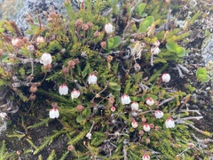 Harrimanella hypnoides