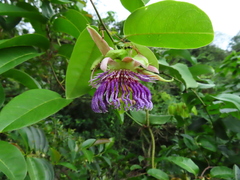 Passiflora laurifolia
