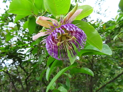 Passiflora laurifolia