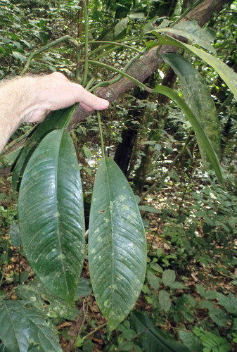 Rhaphidophora africana