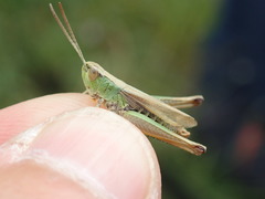 Pseudochorthippus parallelus