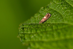 Dichrorampha agilana