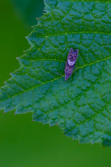 Dichrorampha agilana