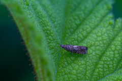 Dichrorampha agilana