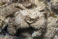 Pilumnus vespertilio