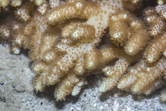 Klyxum