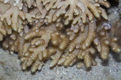 Klyxum