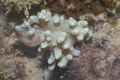 Klyxum