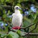 Red-footed Booby - Photo (c) gillbsydney, some rights reserved (CC BY-NC), uploaded by gillbsydney