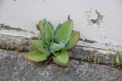 Kalanchoe laetivirens