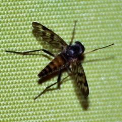 Tabanomorpha